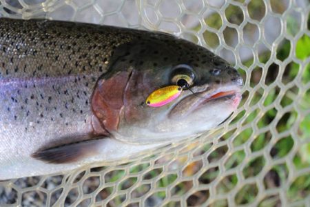 小菅トラウトガーデン 釣果