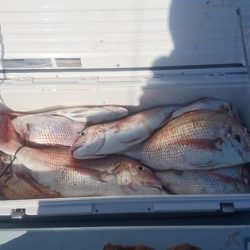 遊漁船ブルーウッズ 釣果