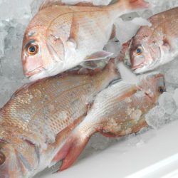 こうゆう丸 釣果