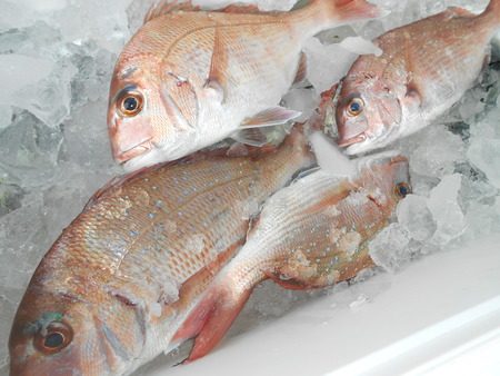 こうゆう丸 釣果