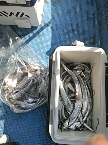 フィッシングガイド りょう 釣果