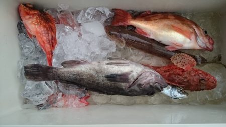 大進丸(新潟) 釣果