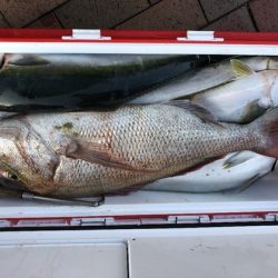 幸風（さちかぜ） 釣果