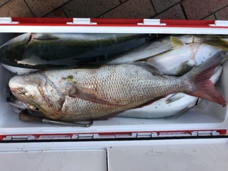 幸風（さちかぜ） 釣果