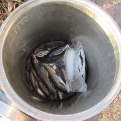 狩野川(狩野川漁業協同組合) 釣果