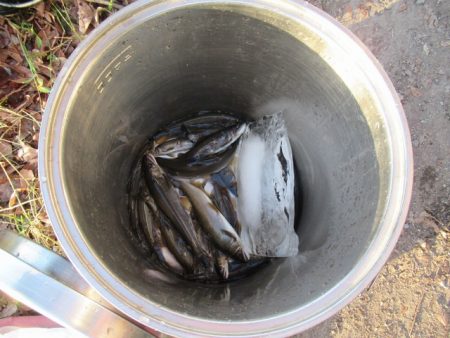 狩野川（狩野川漁業協同組合） 釣果