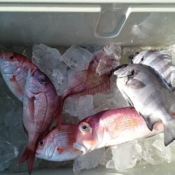 大進丸（新潟） 釣果