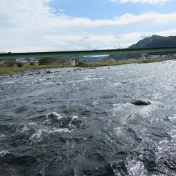 狩野川(狩野川漁業協同組合) 釣果