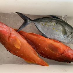 フィッシングハウス伊藤 釣果