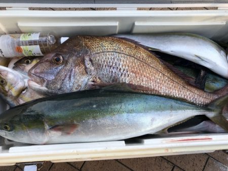 幸風（さちかぜ） 釣果