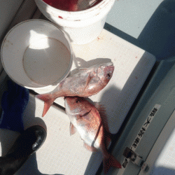 遊漁船ブルーウッズ 釣果