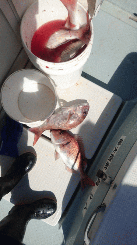 遊漁船ブルーウッズ 釣果