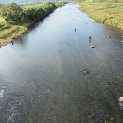 狩野川(狩野川漁業協同組合) 釣果