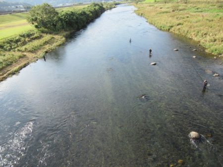 狩野川(狩野川漁業協同組合) 釣果