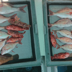 第二ゆず丸 釣果