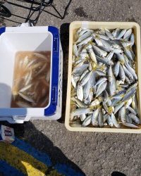 和歌山マリーナシティ釣り公園 釣果