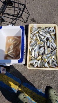 和歌山マリーナシティ釣り公園 釣果