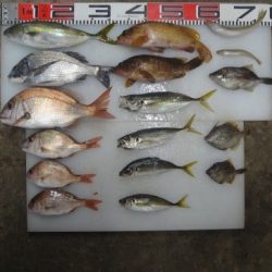 のとじま臨海公園海づりセンター 釣果