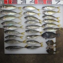 のとじま臨海公園海づりセンター 釣果