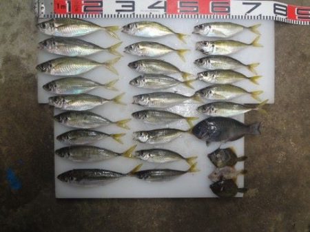 のとじま臨海公園海づりセンター 釣果