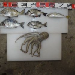 のとじま臨海公園海づりセンター 釣果