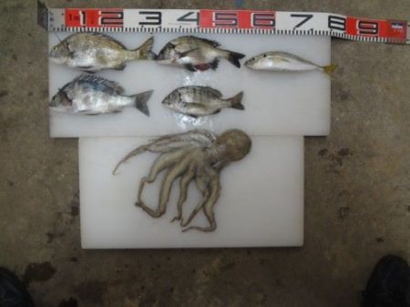 のとじま臨海公園海づりセンター 釣果