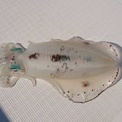 フィッシングボートACE(エース) 釣果