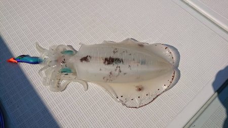 フィッシングボートACE(エース) 釣果