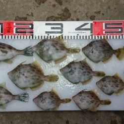 のとじま臨海公園海づりセンター 釣果