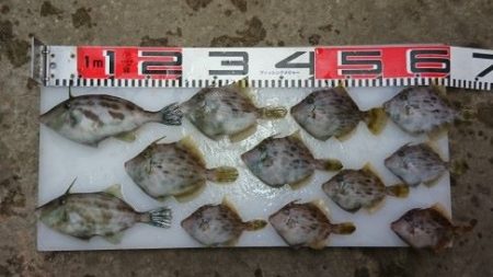 のとじま臨海公園海づりセンター 釣果