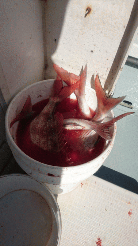 遊漁船ブルーウッズ 釣果