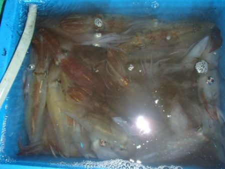 第二むつ漁丸 釣果