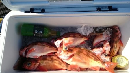 大進丸（新潟） 釣果