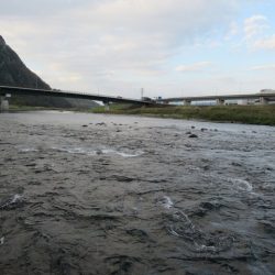 狩野川(狩野川漁業協同組合) 釣果