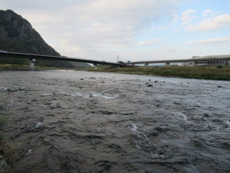 狩野川(狩野川漁業協同組合) 釣果