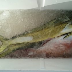 大進丸(新潟) 釣果