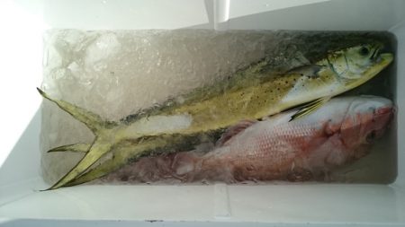 大進丸(新潟) 釣果