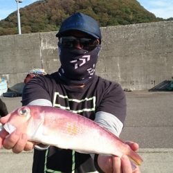 大進丸（新潟） 釣果