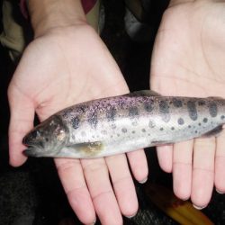 高萩ふれあいの里フィッシングエリア 釣果