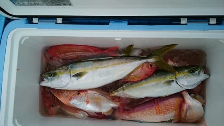 大進丸(新潟) 釣果