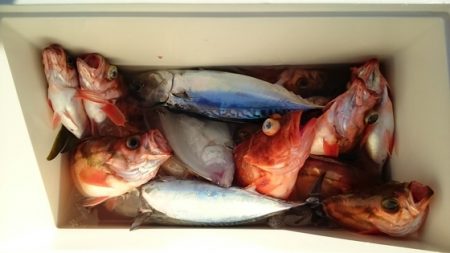 大進丸(新潟) 釣果