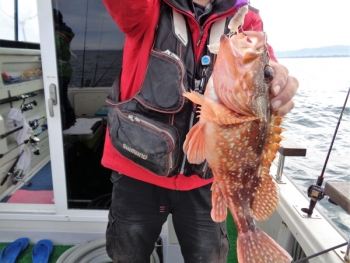 鯛紅丸 釣果