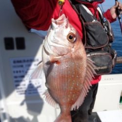 鯛紅丸 釣果