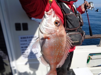 鯛紅丸 釣果
