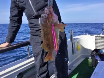 鯛紅丸 釣果