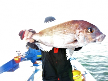 鯛紅丸 釣果