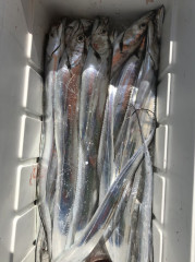 釣船 浦島太郎 釣果