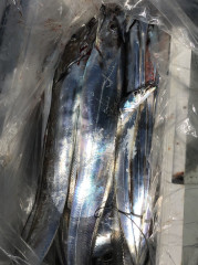 釣船 浦島太郎 釣果