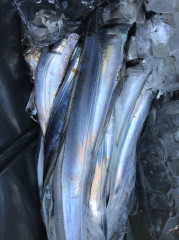 釣船 浦島太郎 釣果