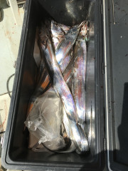 釣船 浦島太郎 釣果